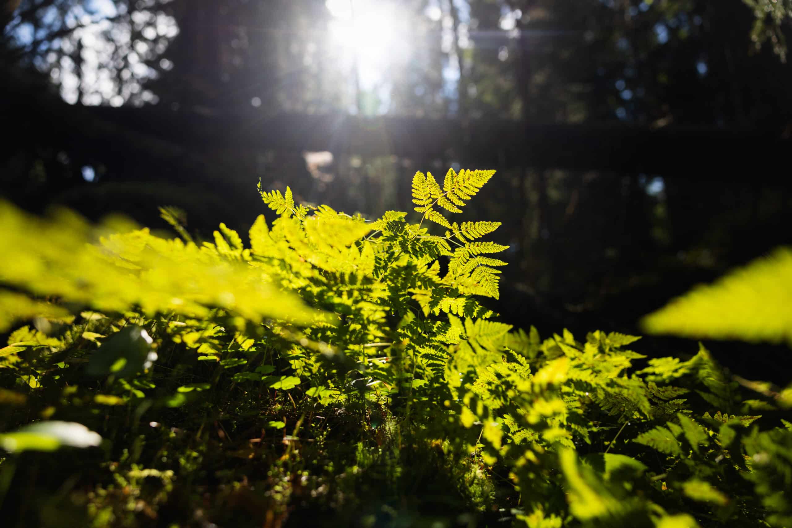 Lehvästöä Synninlukon luontokohteessa Jämsässä