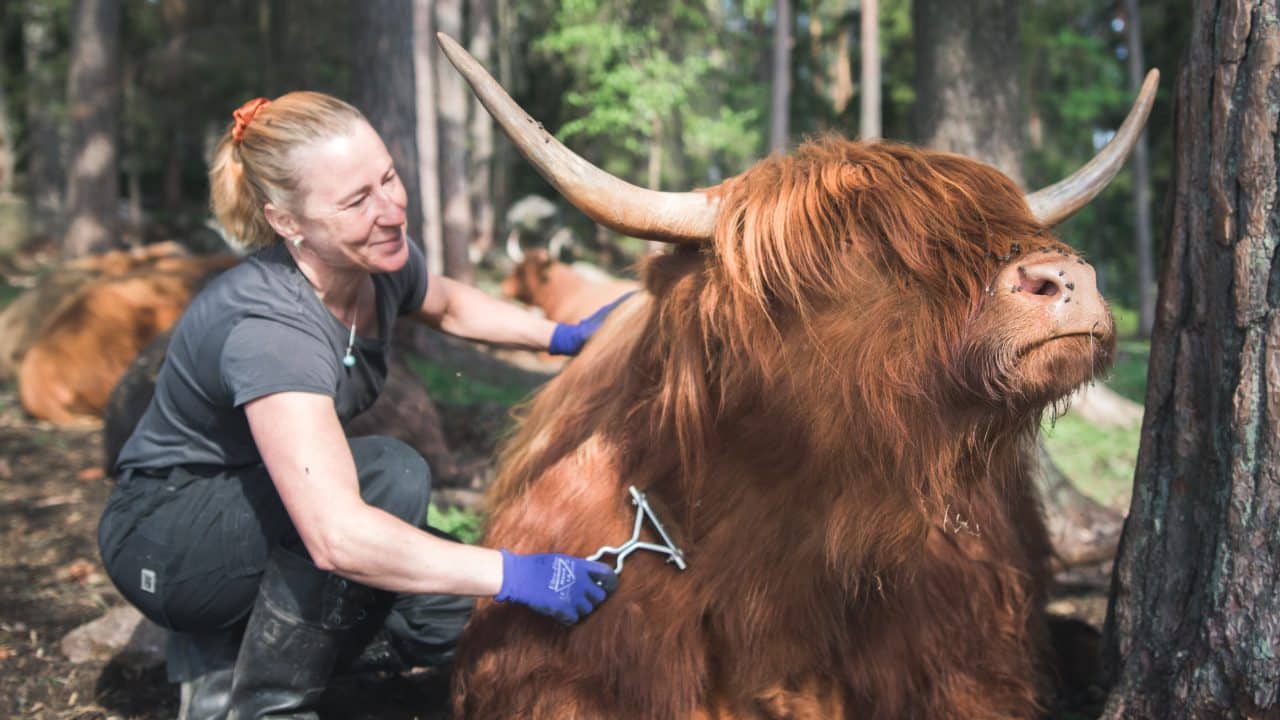 Lehmää harjataan maatilalla