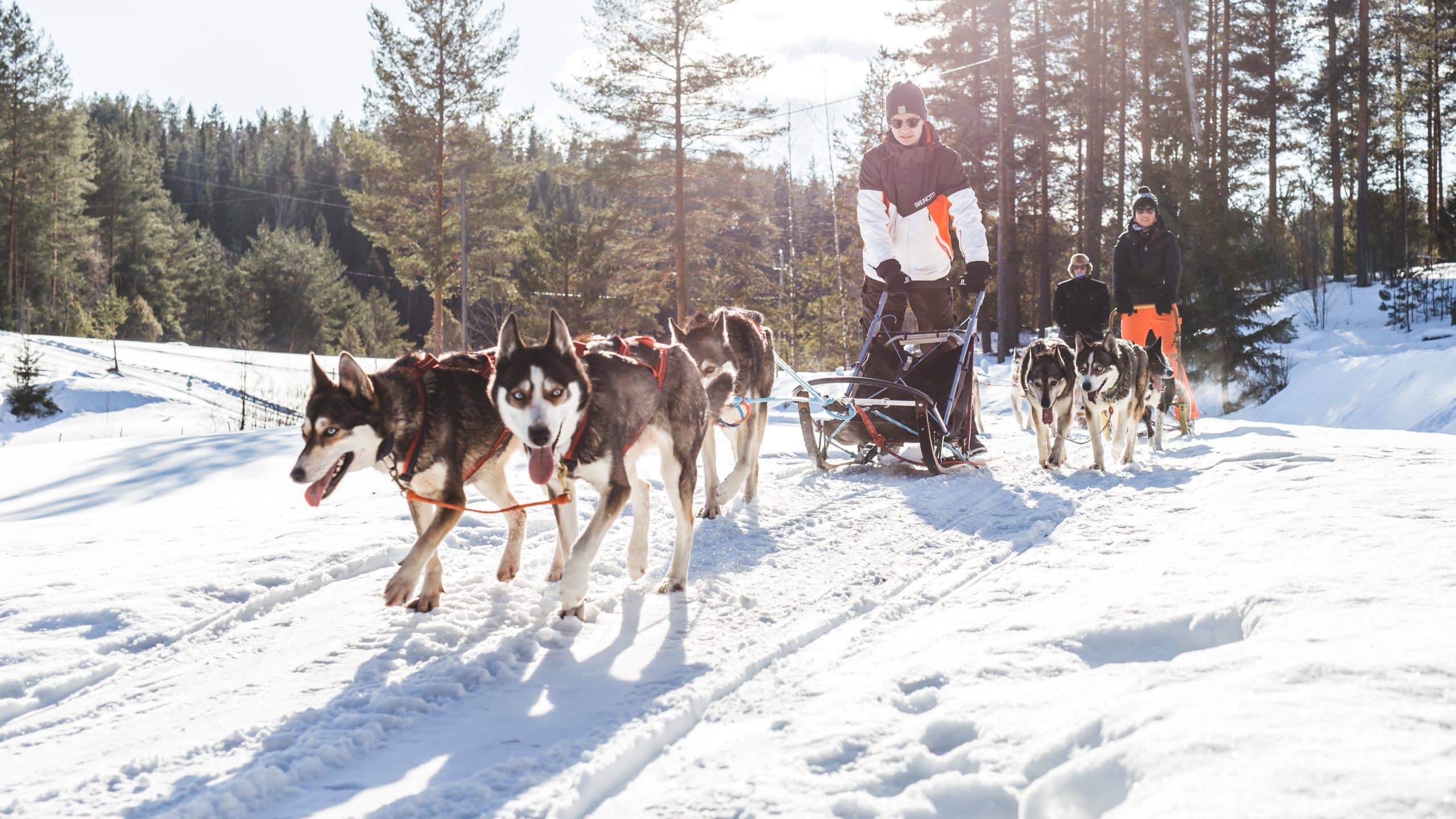 Koiravaljakko liikkeellä vetämässä kelkkaa