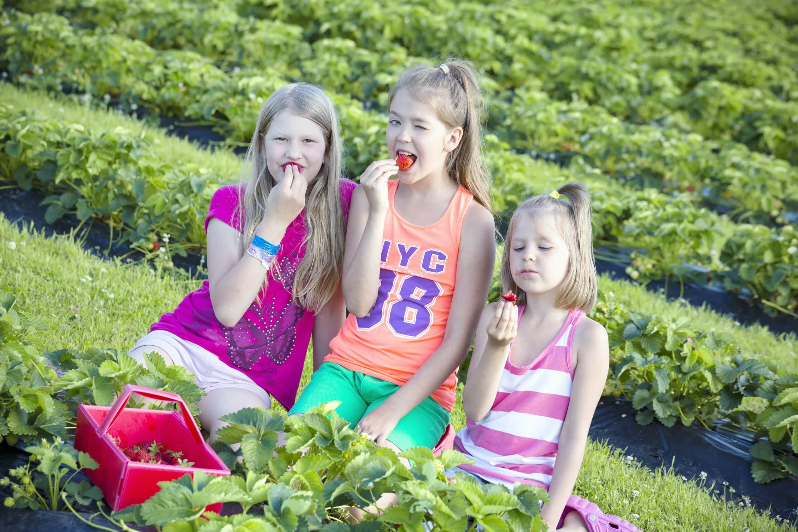 mansikka-uusi-riihijärven-tila-jamsa