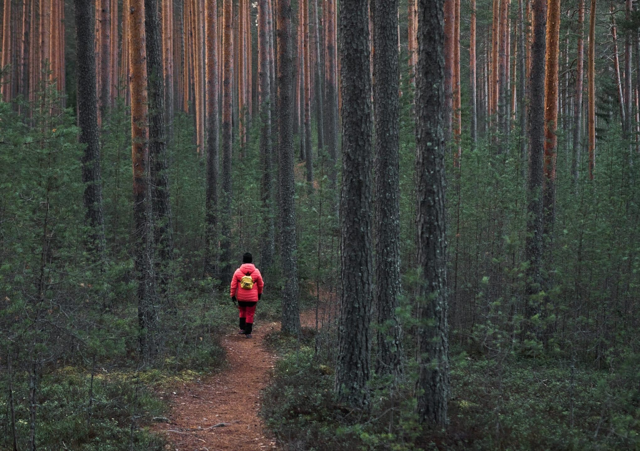 Retkeilijä kävelemässä metsäpolkua alas