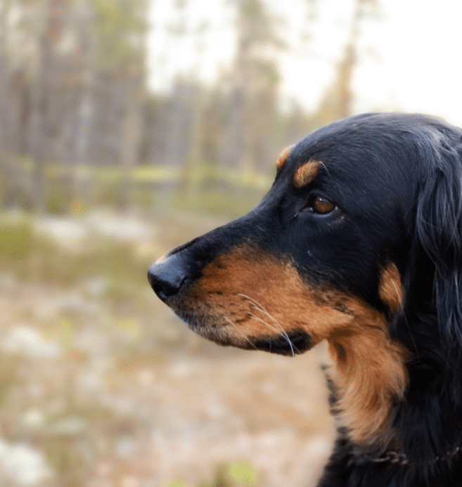 monnin-koirametsa-jamsa