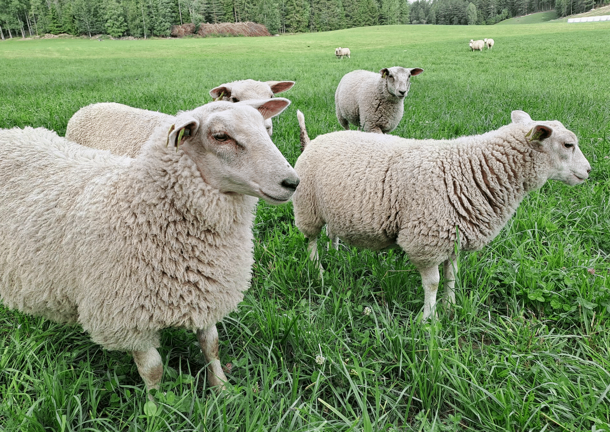 seppalan-maatila-jamsa