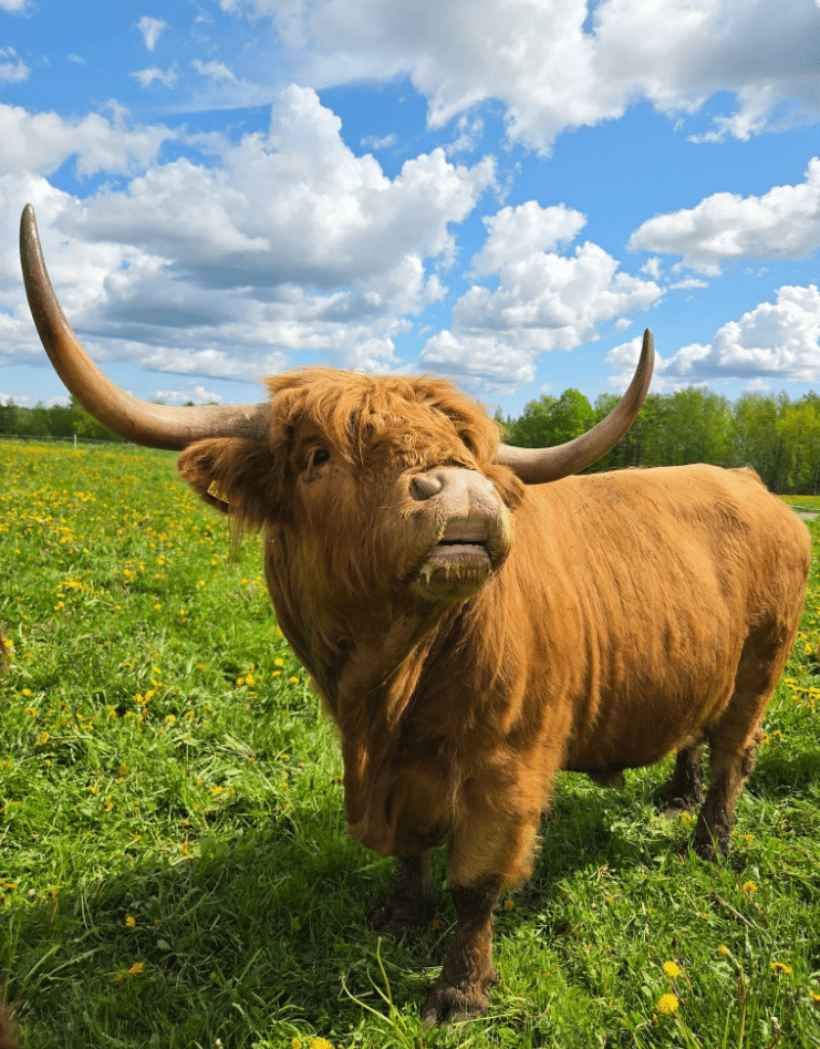 vanhan-savelan-tila-jamsa