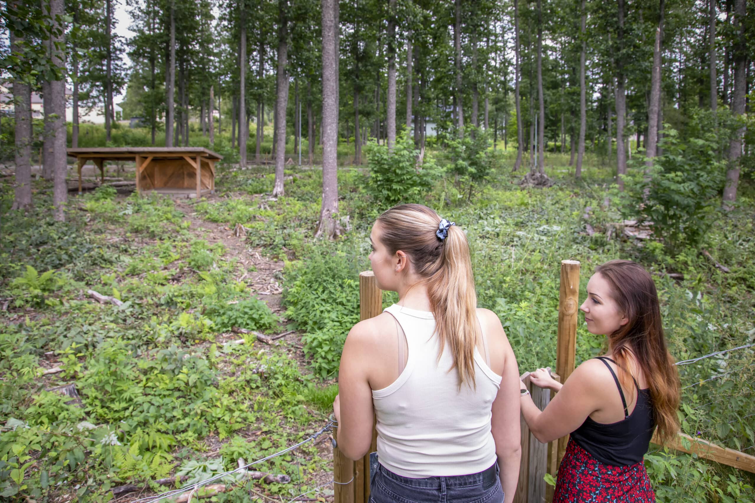 Kaksi henkilöä katselee lammassuojaa Tervaäeppämetsässä