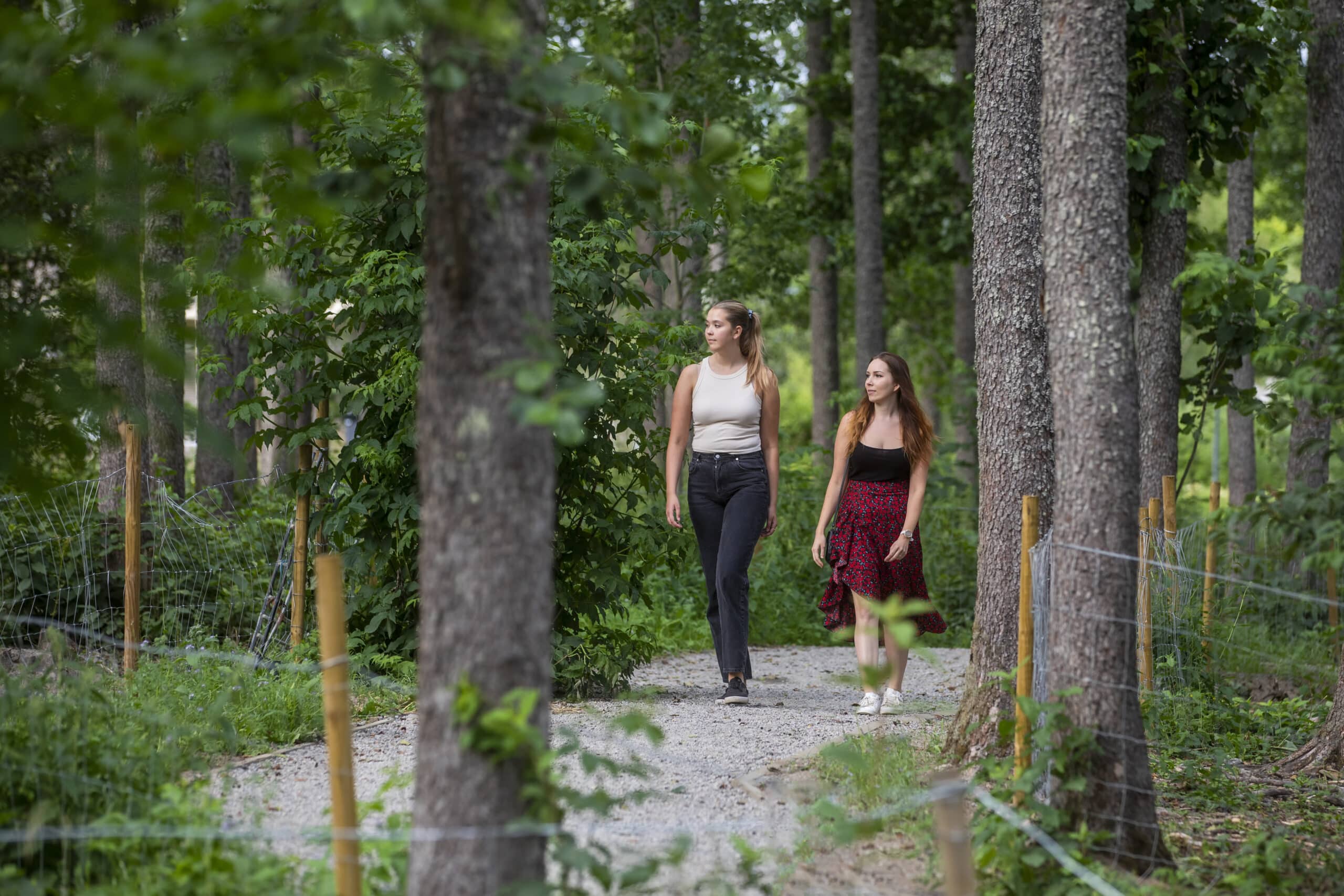 Kaksi henkilö kävelee Tervaleppämetsän polulla kesällä