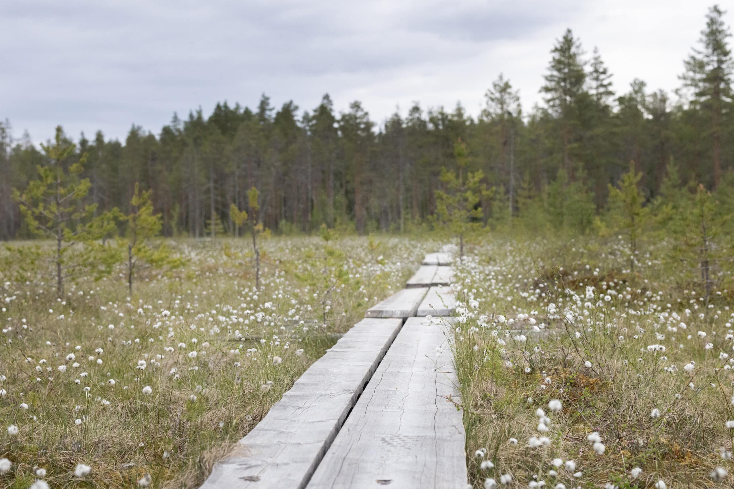 Palvian luontopolut suoalue ja pitkospuut
