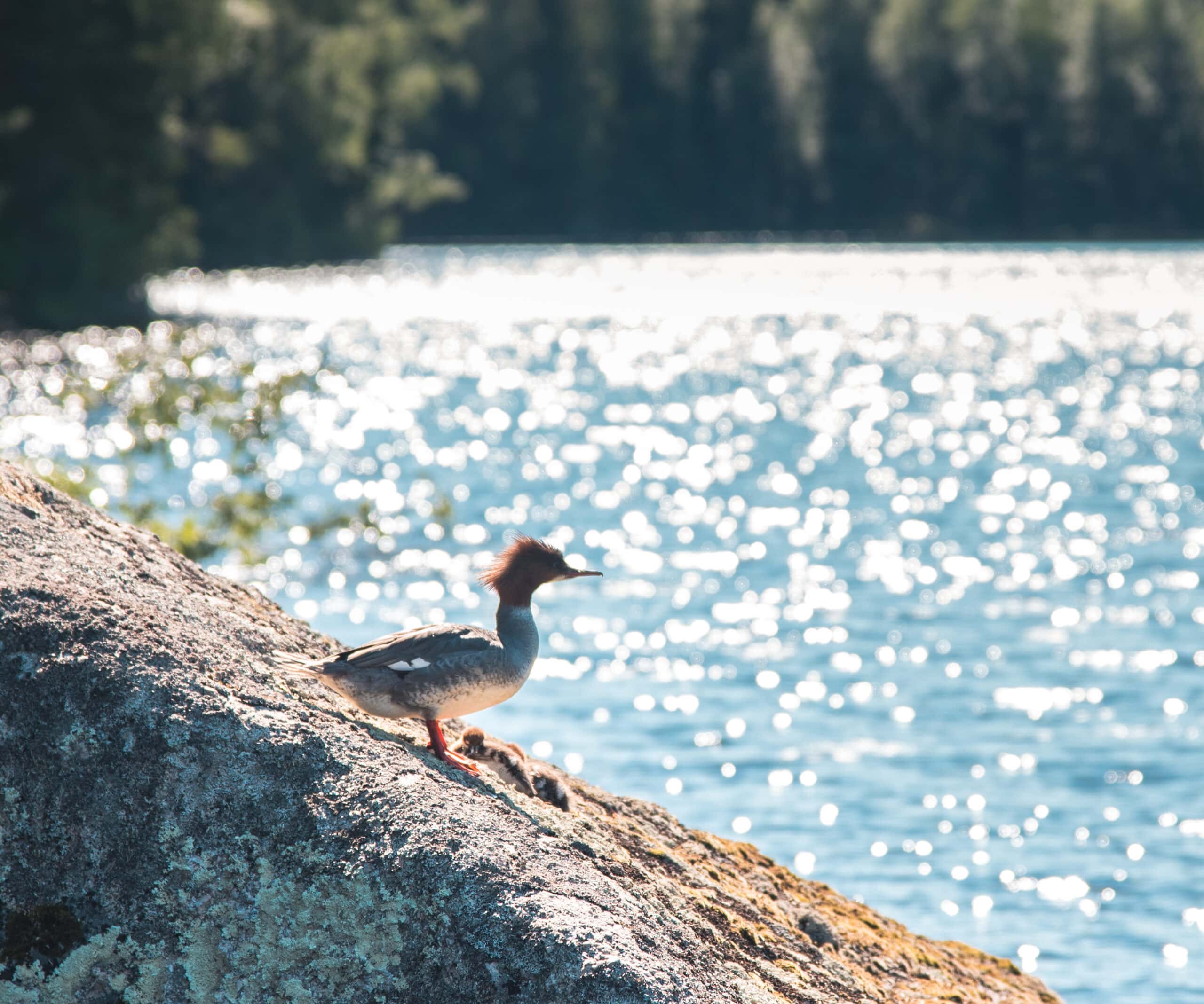 Isojärven kansallispuisto