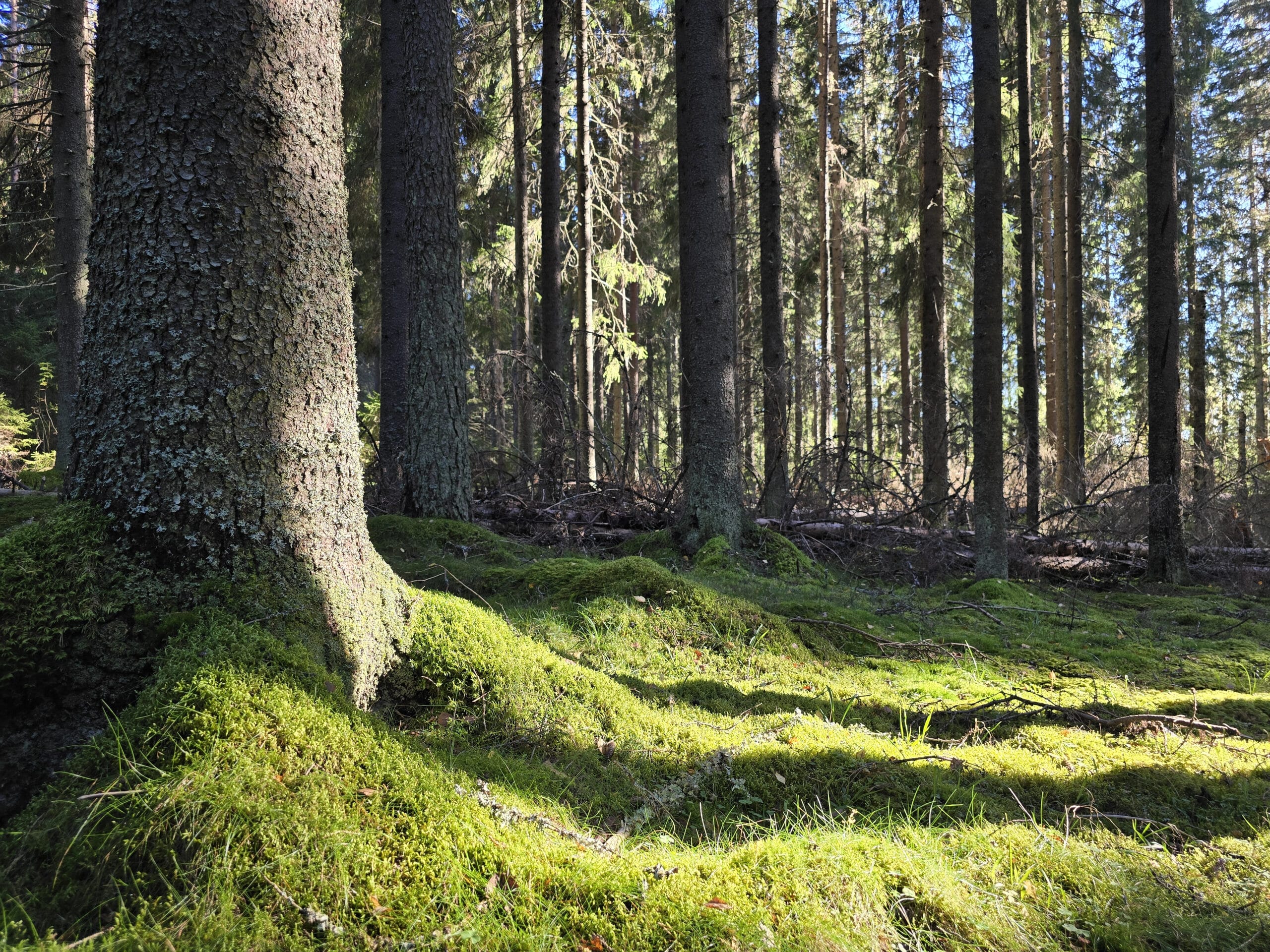Aarnimetsä Palvian luontopolulla