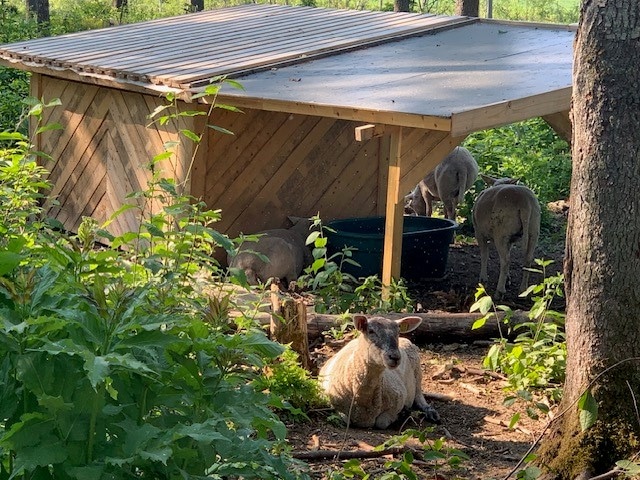 Lampaita Tervaleppämetsässä Jämsässä