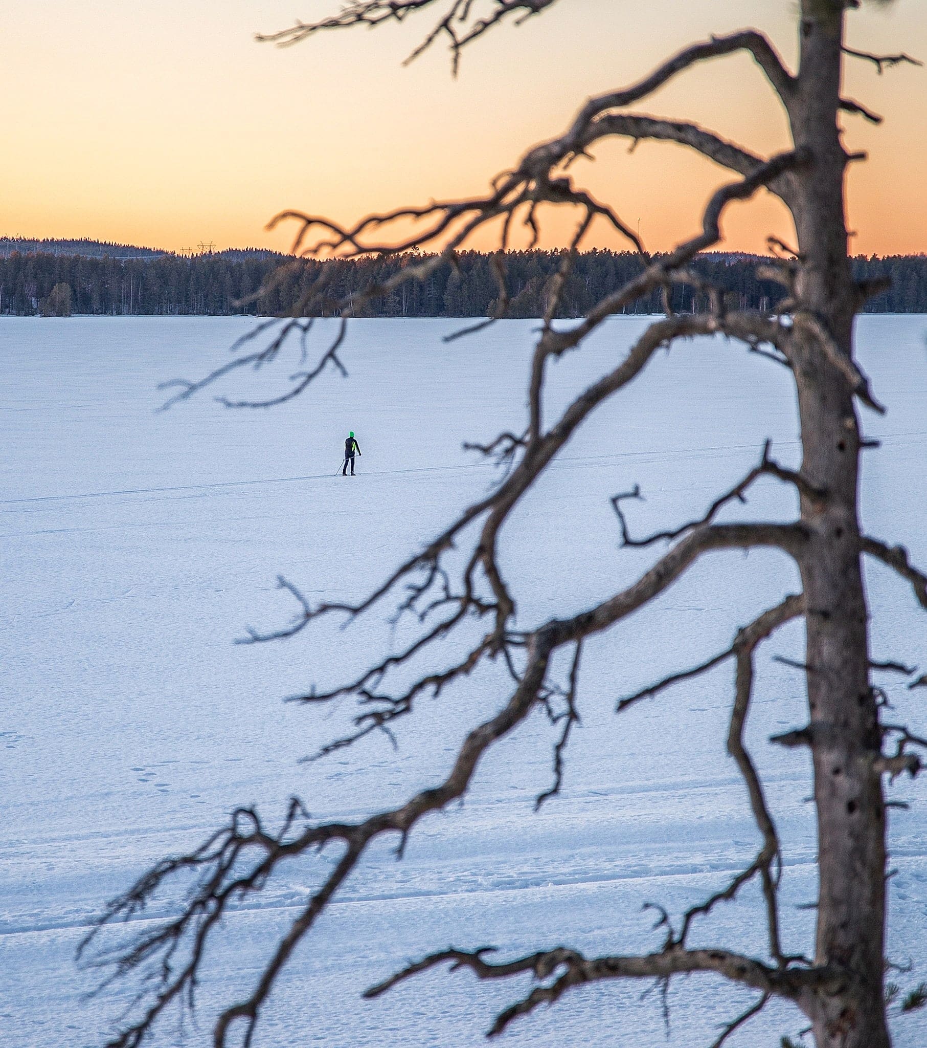 Puun takaa näkyy talvinen maisema järven jäältä.